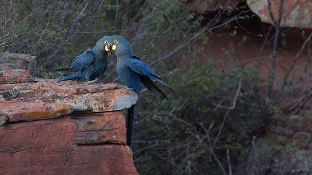 ara kobaltový - ML646453215