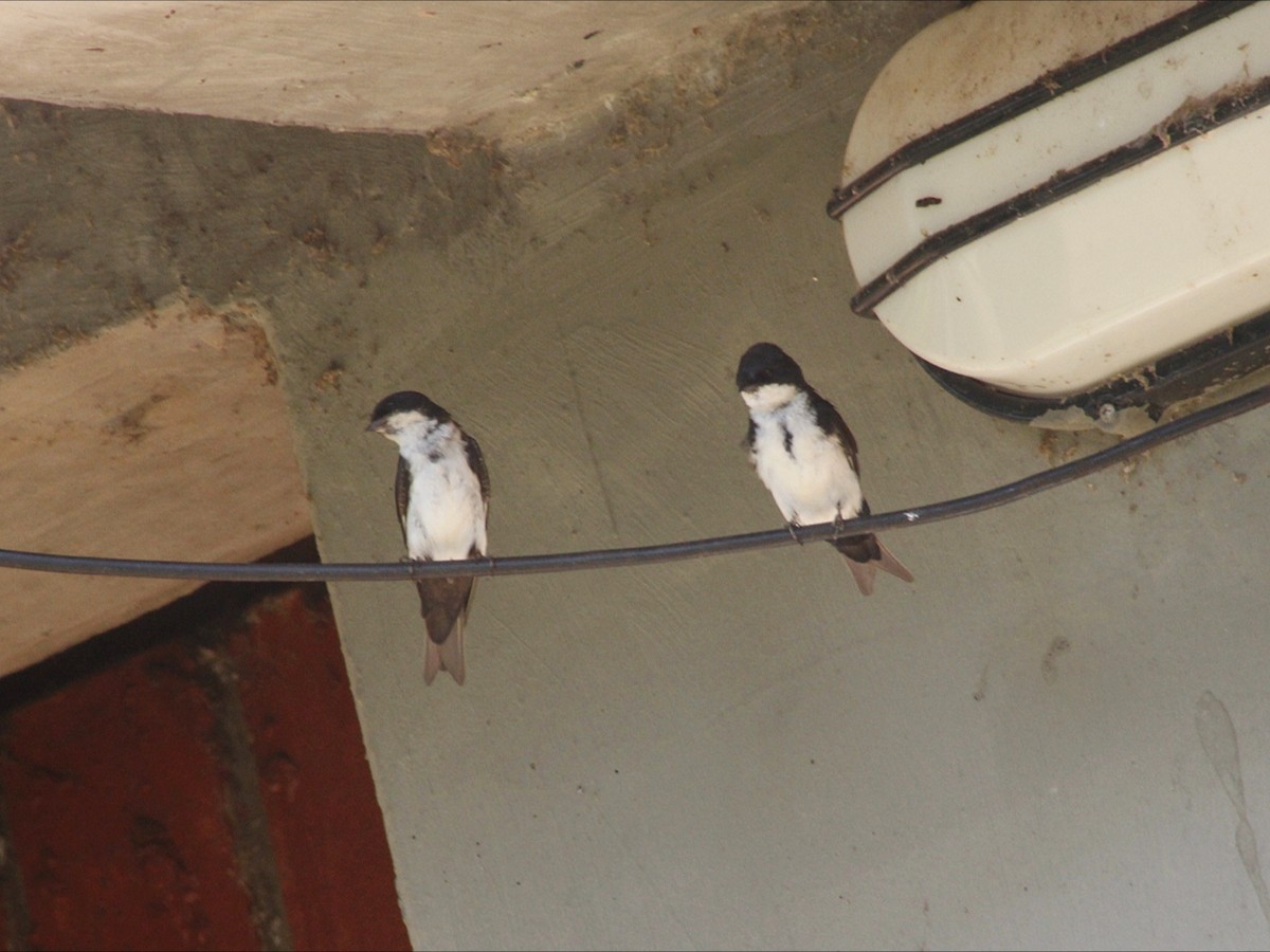 Blue-and-white Swallow - ML646453216