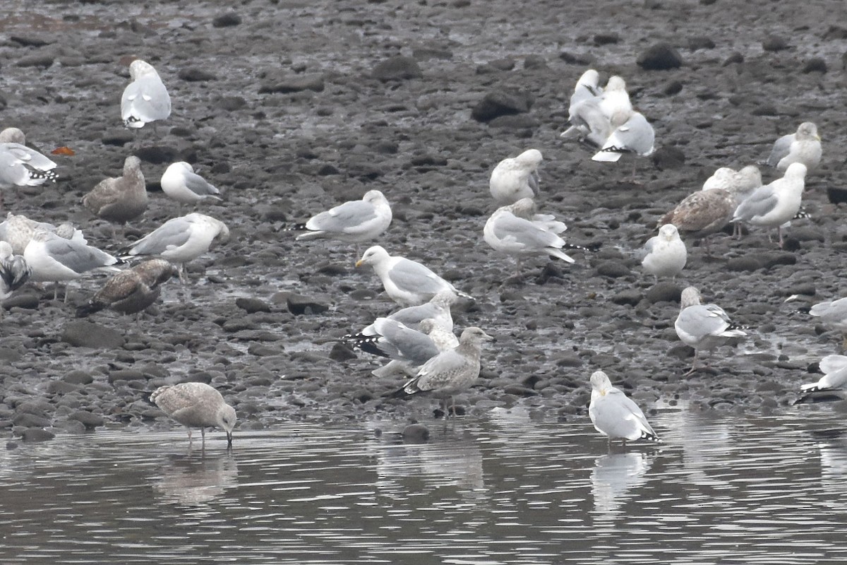 Iceland Gull (kumlieni) - ML646453217