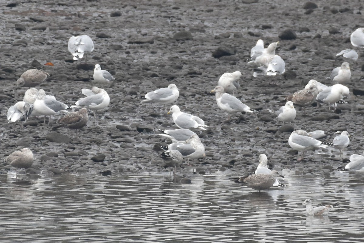 Iceland Gull (kumlieni) - ML646453219