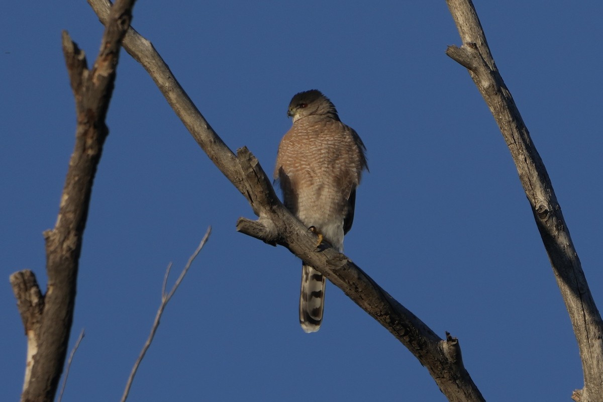 Cooper's Hawk - ML646453220
