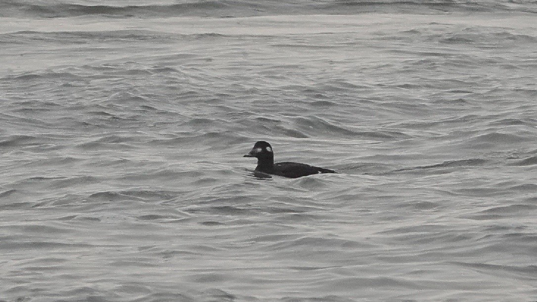 White-winged Scoter - ML646453224
