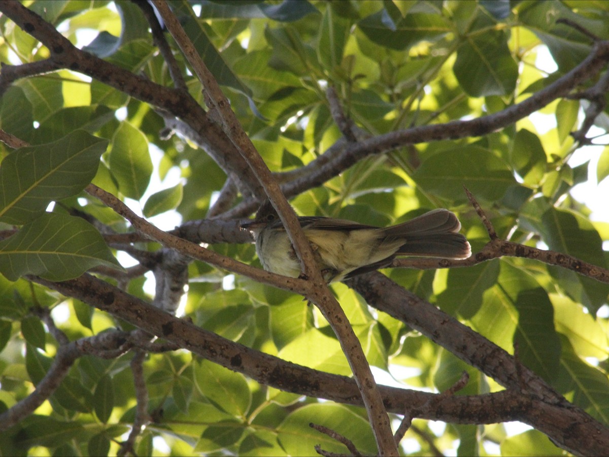 Large Elaenia - ML646453227