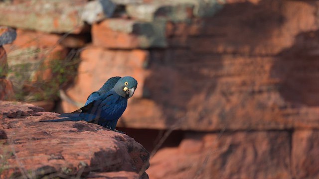 Indigo Macaw - ML646453228