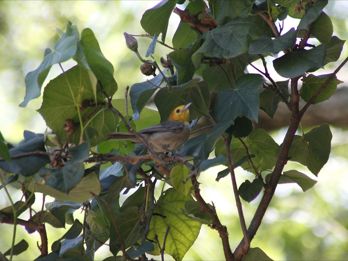 Orange-headed Tanager - ML646453232