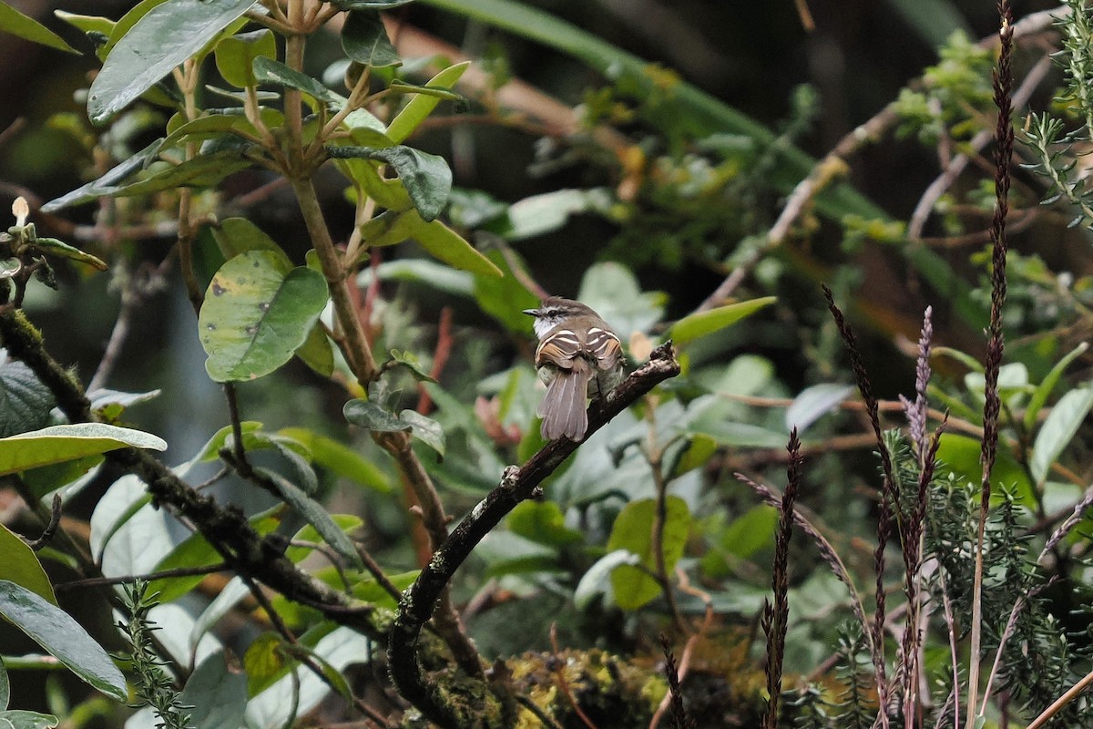 White-throated Tyrannulet - ML646453233