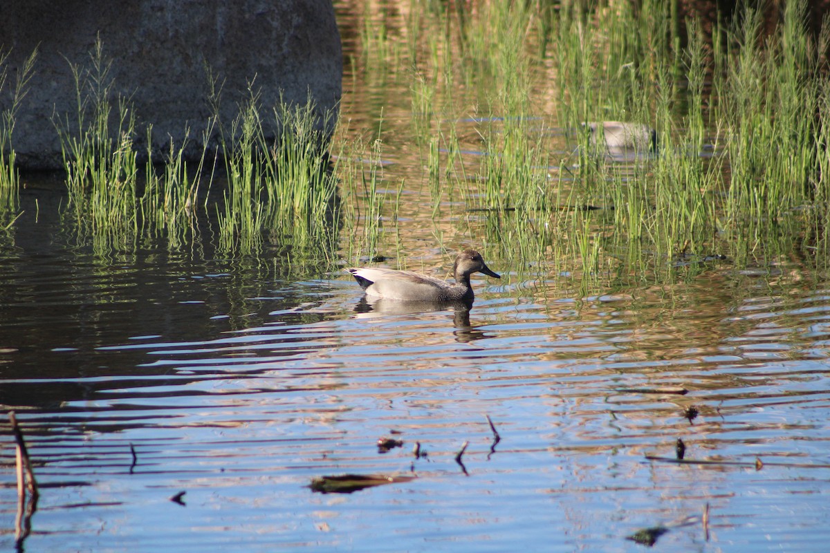 kopřivka obecná - ML646453235