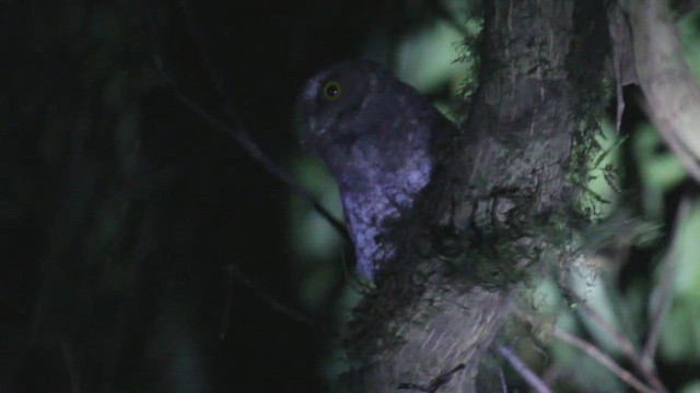 Foothill Screech-Owl - ML646453238