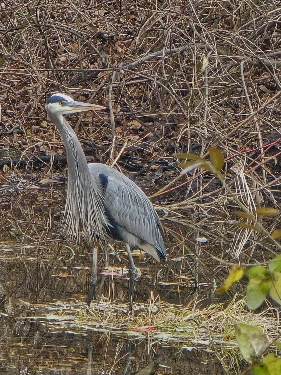 Great Blue Heron - ML646453239