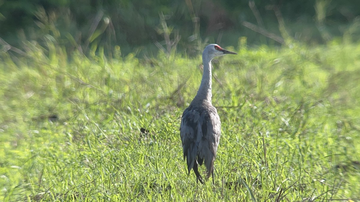 Sandhill Crane - ML646453240