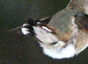 Rufous Hummingbird - ML646453244