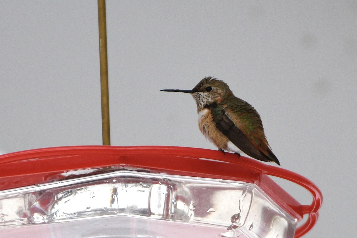 Rufous Hummingbird - ML646453245