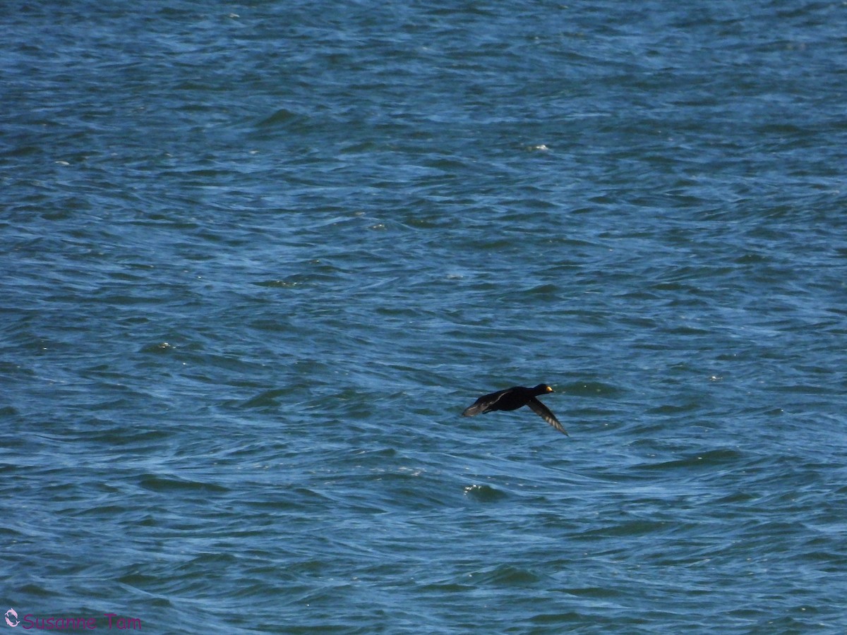 Американская синьга - ML646453247