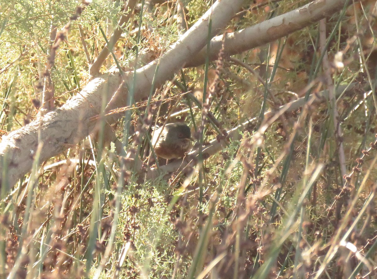 Dartford Warbler - ML646453250