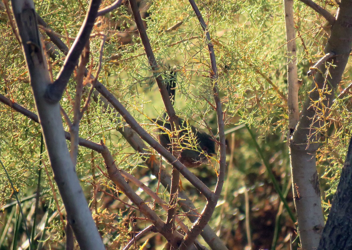 Dartford Warbler - ML646453251
