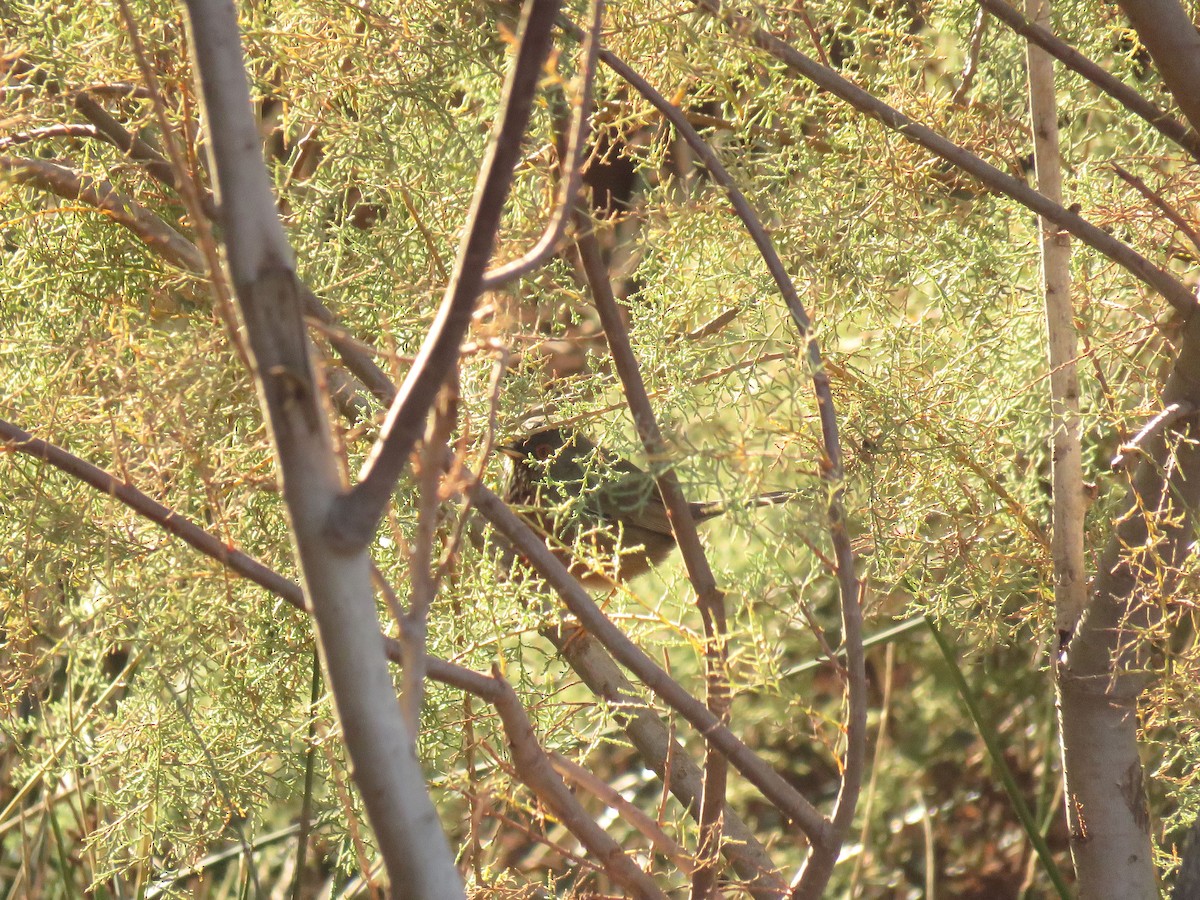 Dartford Warbler - ML646453252