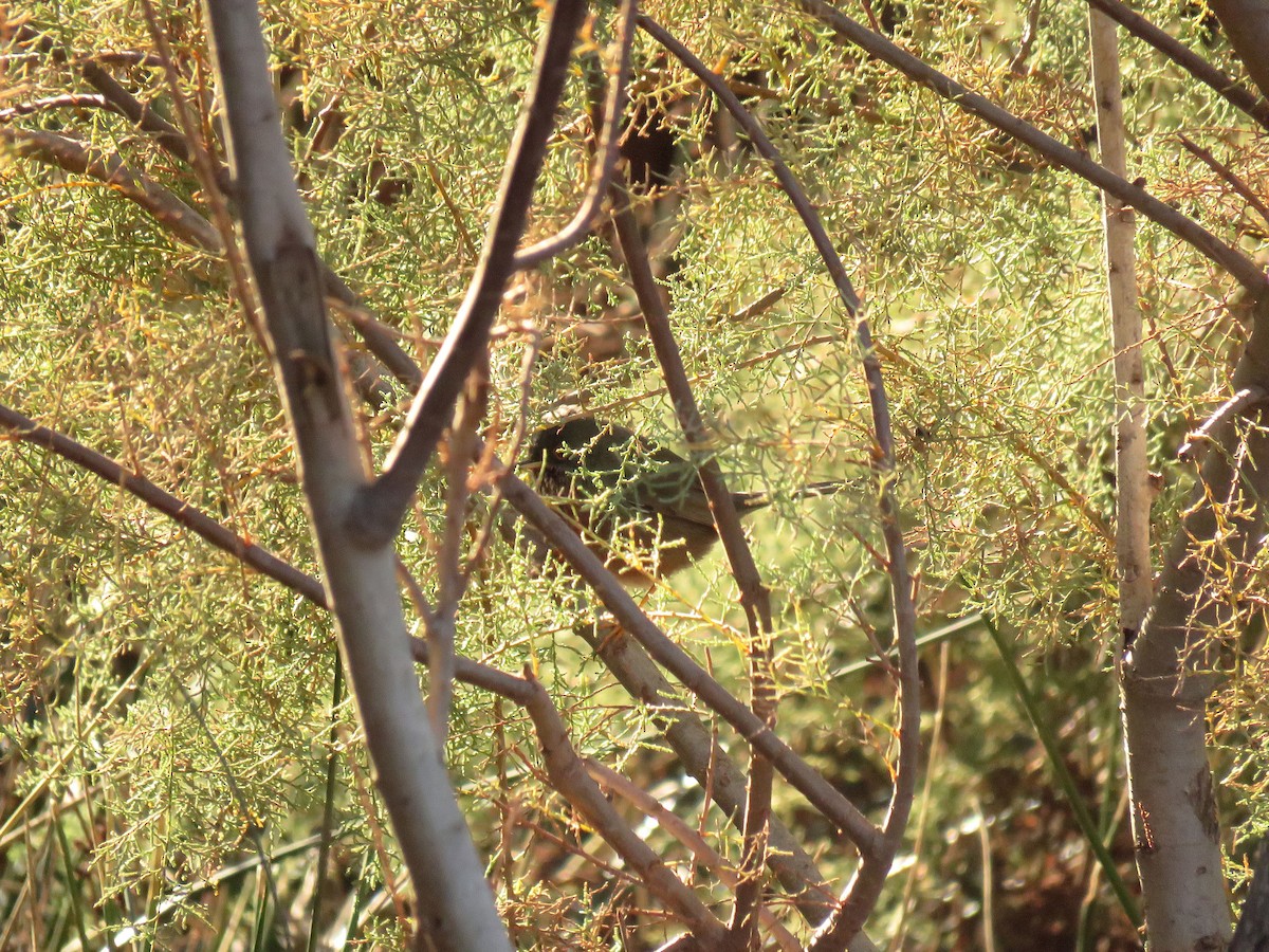Dartford Warbler - ML646453253