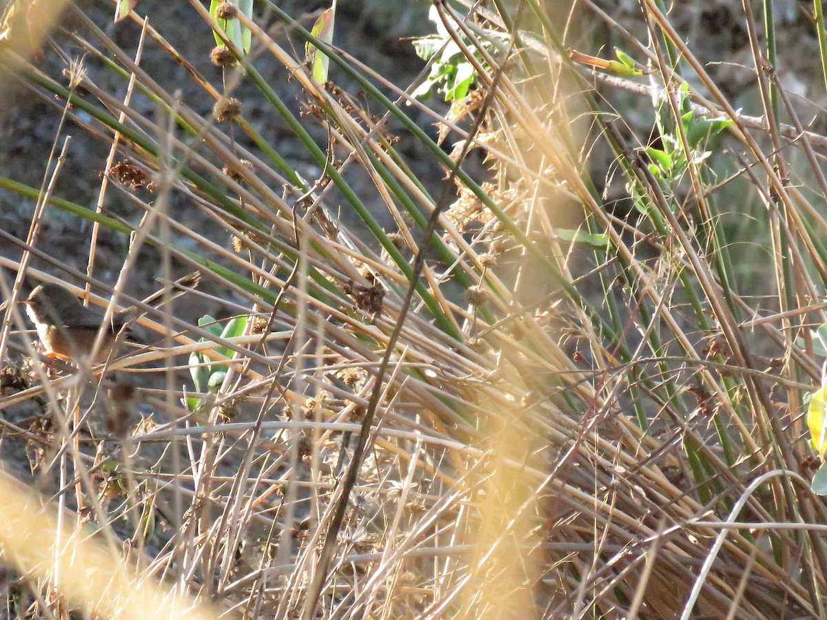 Dartford Warbler - ML646453254