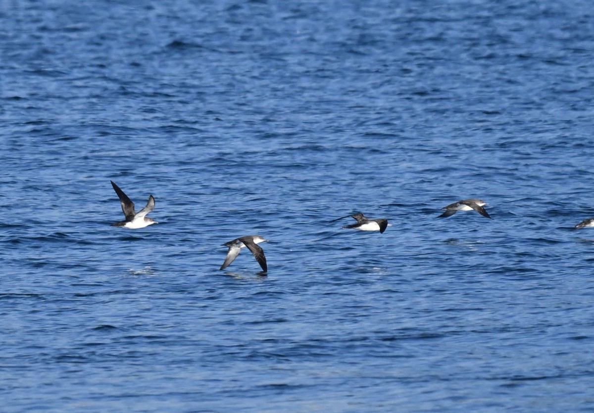 Yelkouan Shearwater - ML646453259