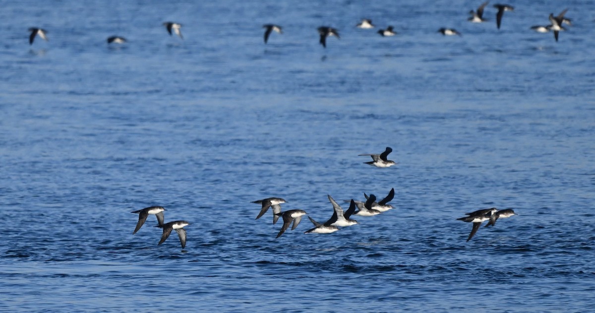 Yelkouan Shearwater - ML646453260