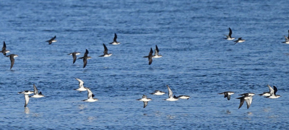 Yelkouan Shearwater - ML646453261