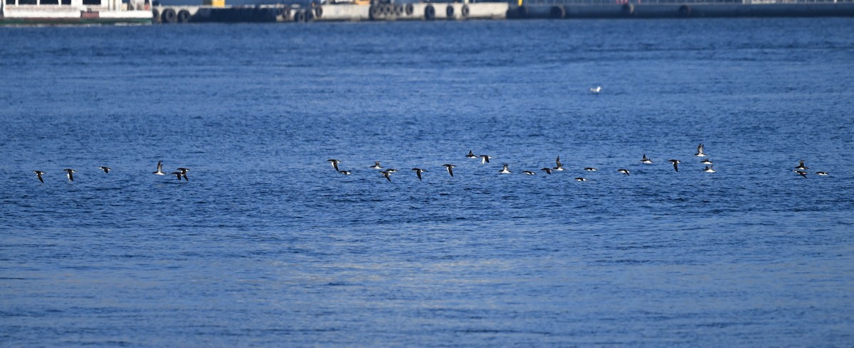 Yelkouan Shearwater - ML646453262