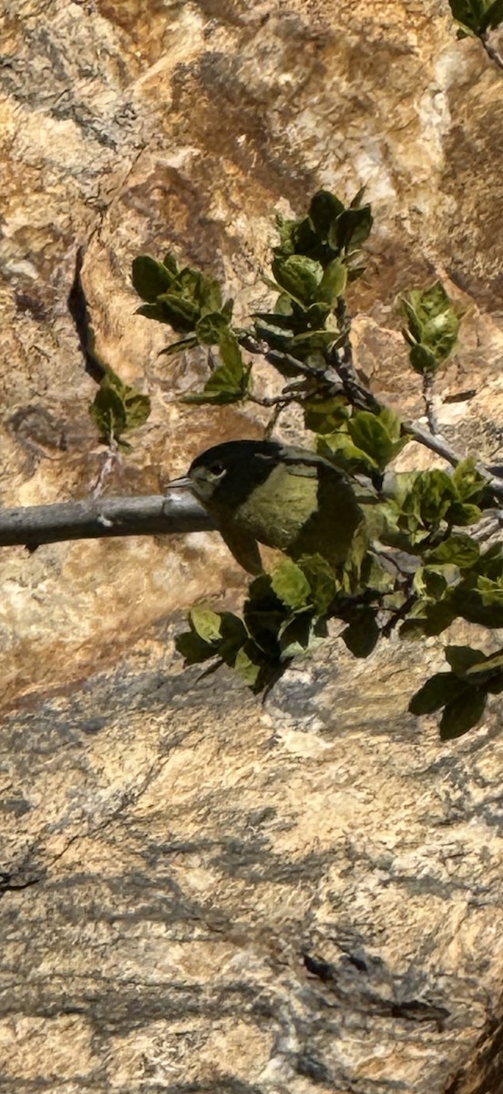 Orange-crowned Warbler (sordida) - ML646453263