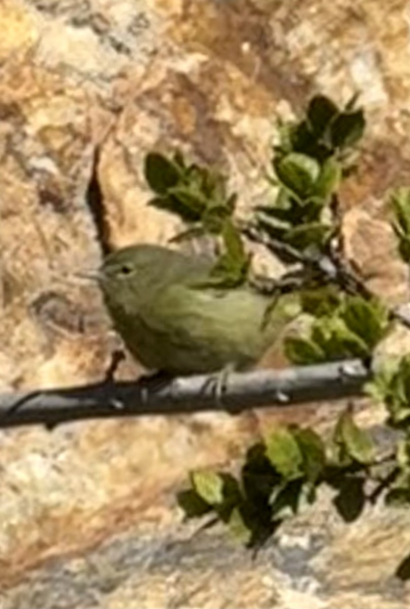 Orange-crowned Warbler (sordida) - ML646453264