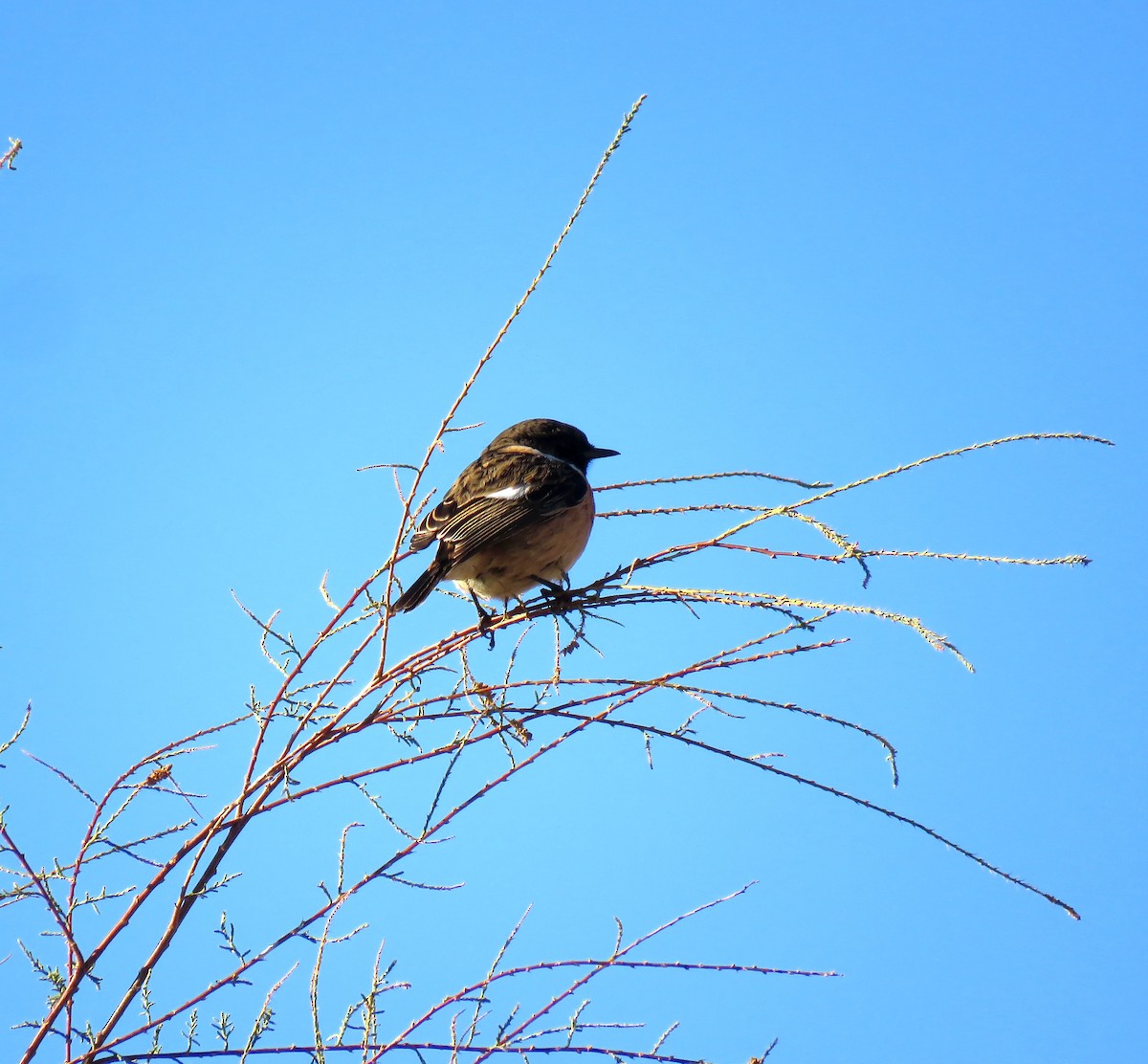 European Stonechat - ML646453265