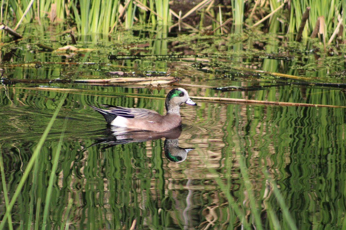 American Wigeon - ML646453268