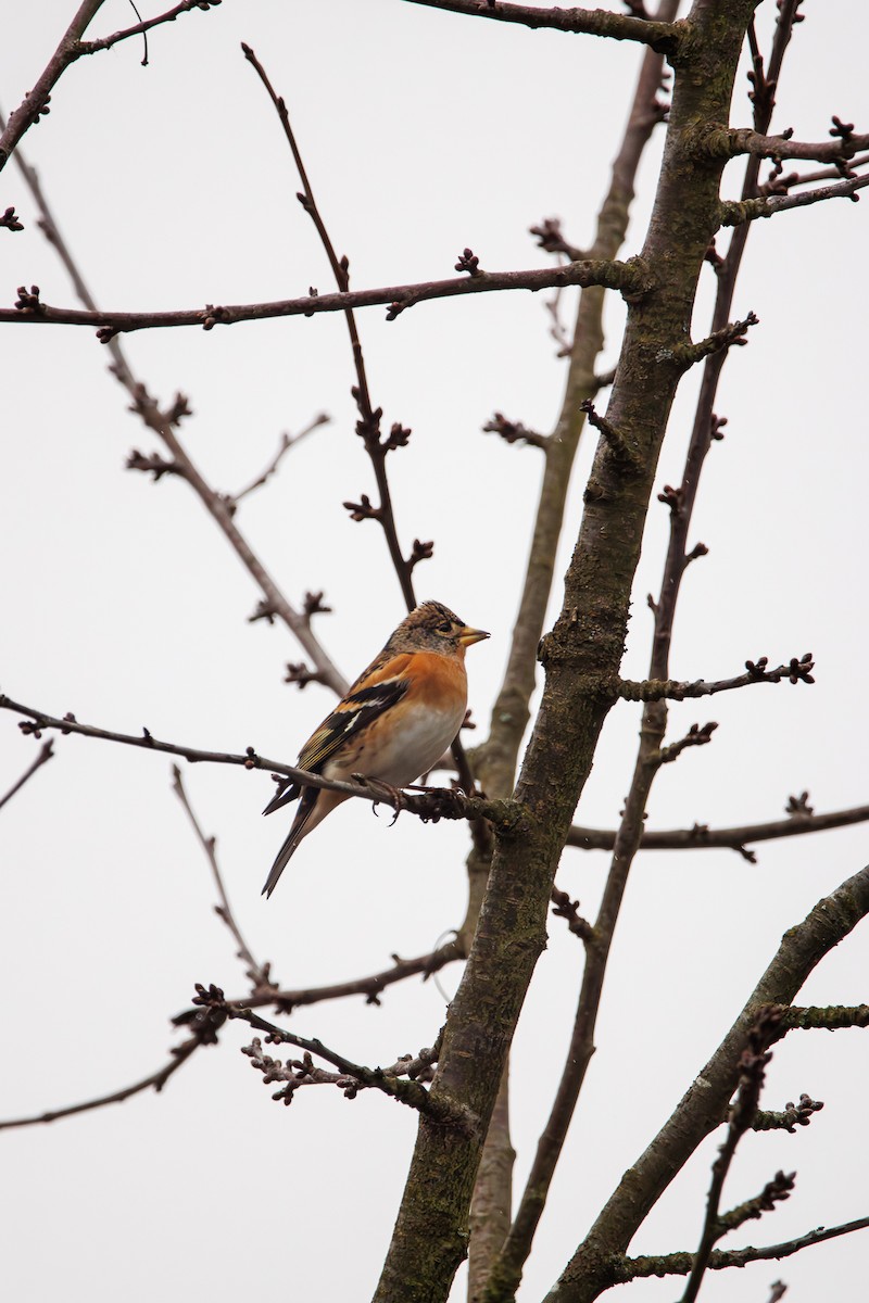 アトリ - ML646453272