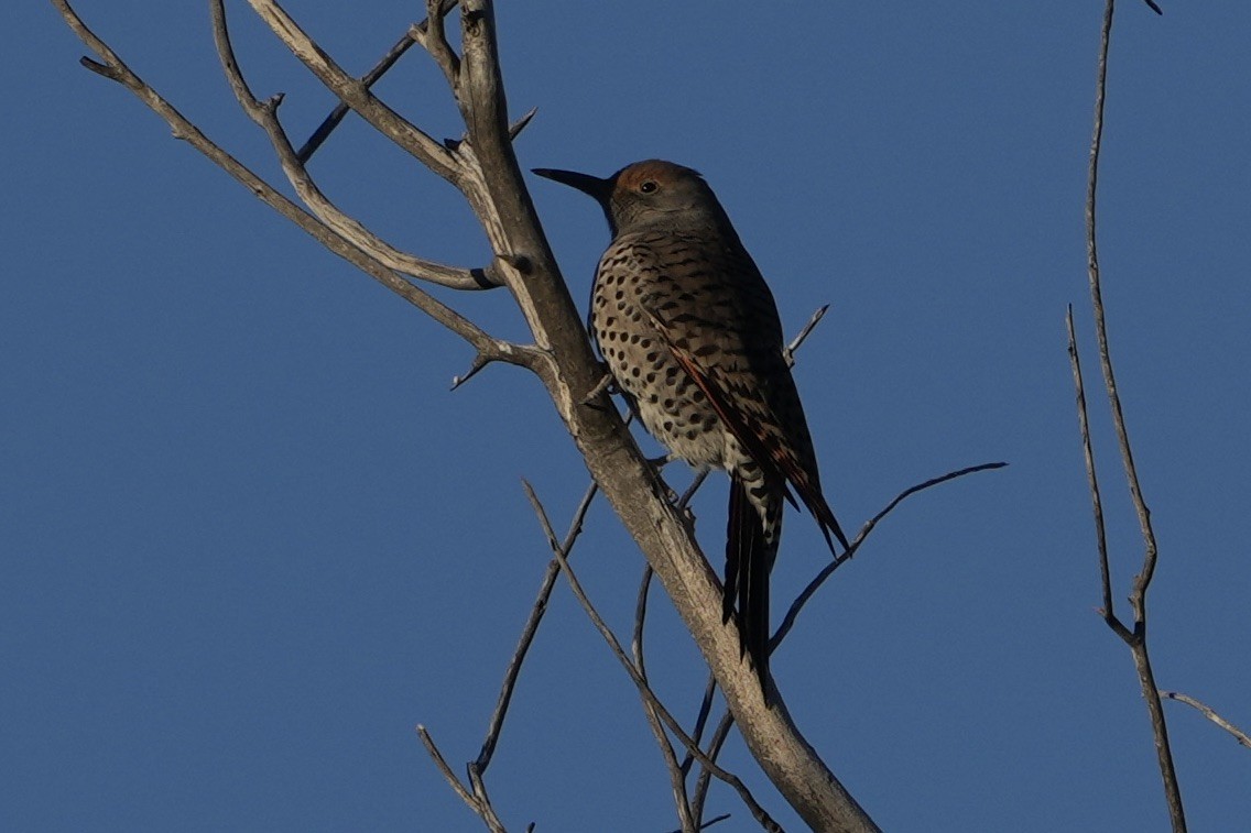 Northern Flicker - ML646453276