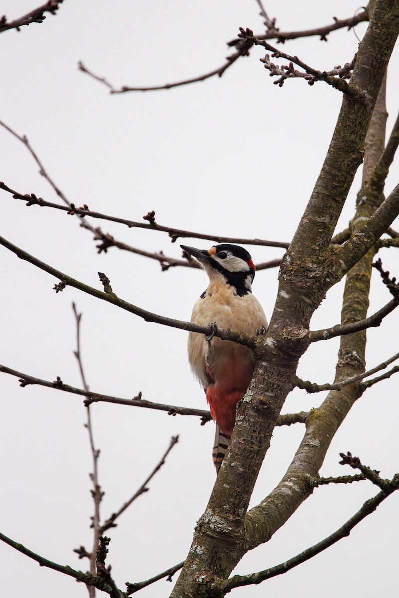 アカゲラ - ML646453279