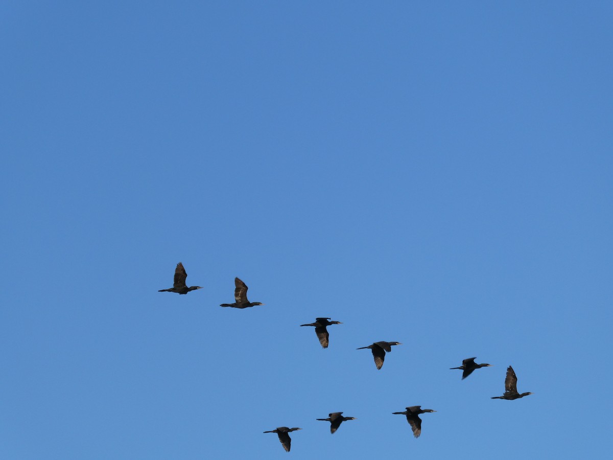 Double-crested/Neotropic Cormorant - ML646453280