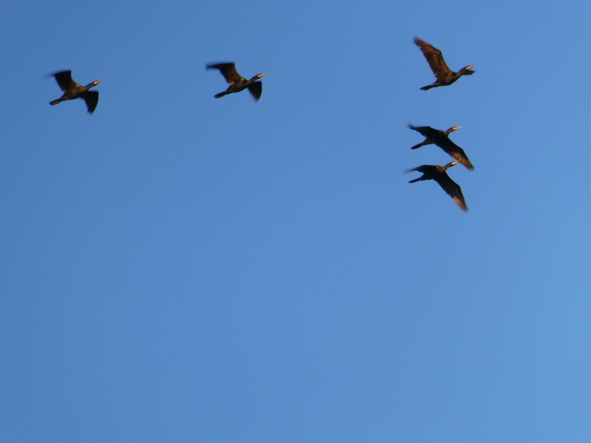 Double-crested/Neotropic Cormorant - ML646453281