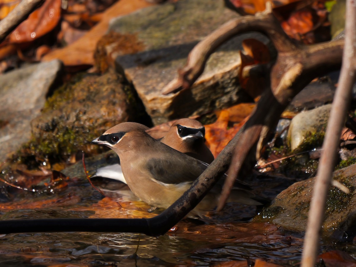 Cedar Waxwing - ML646453283