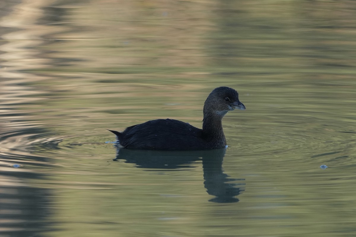 Pied-billed Grebe - ML646453284