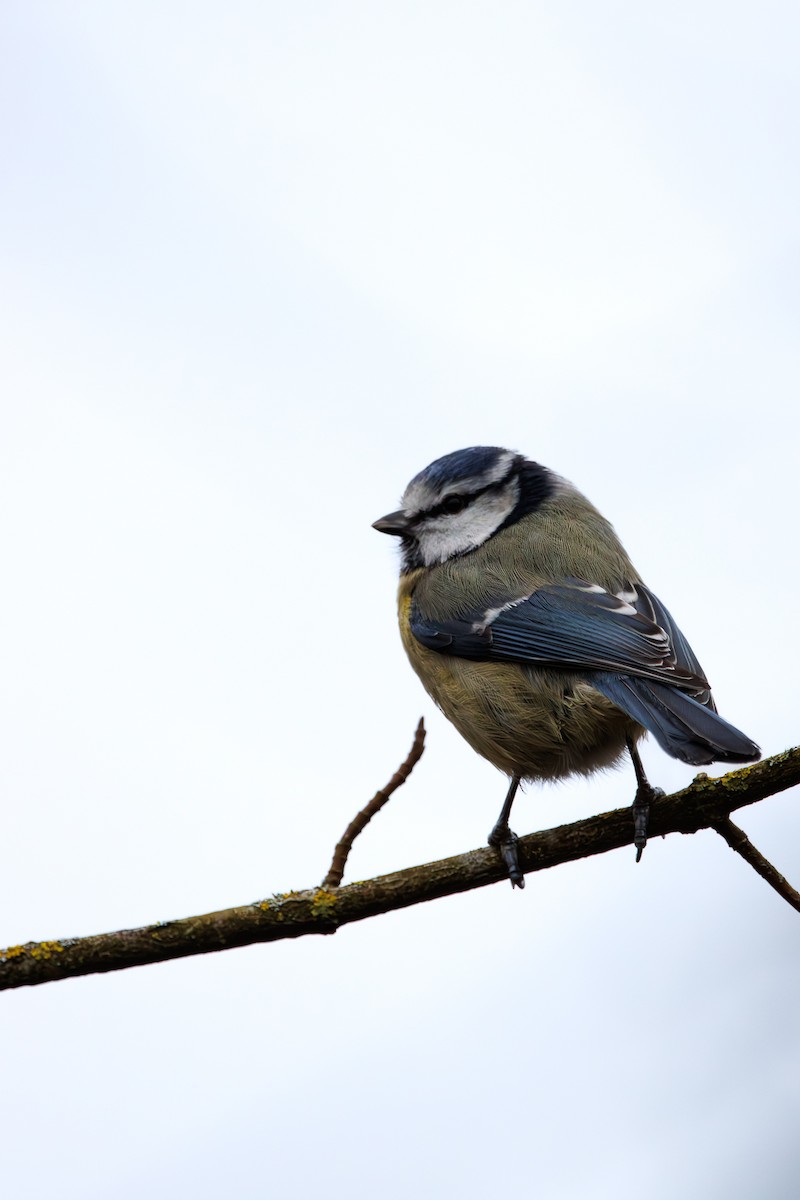 Herrerillo Común - ML646453285