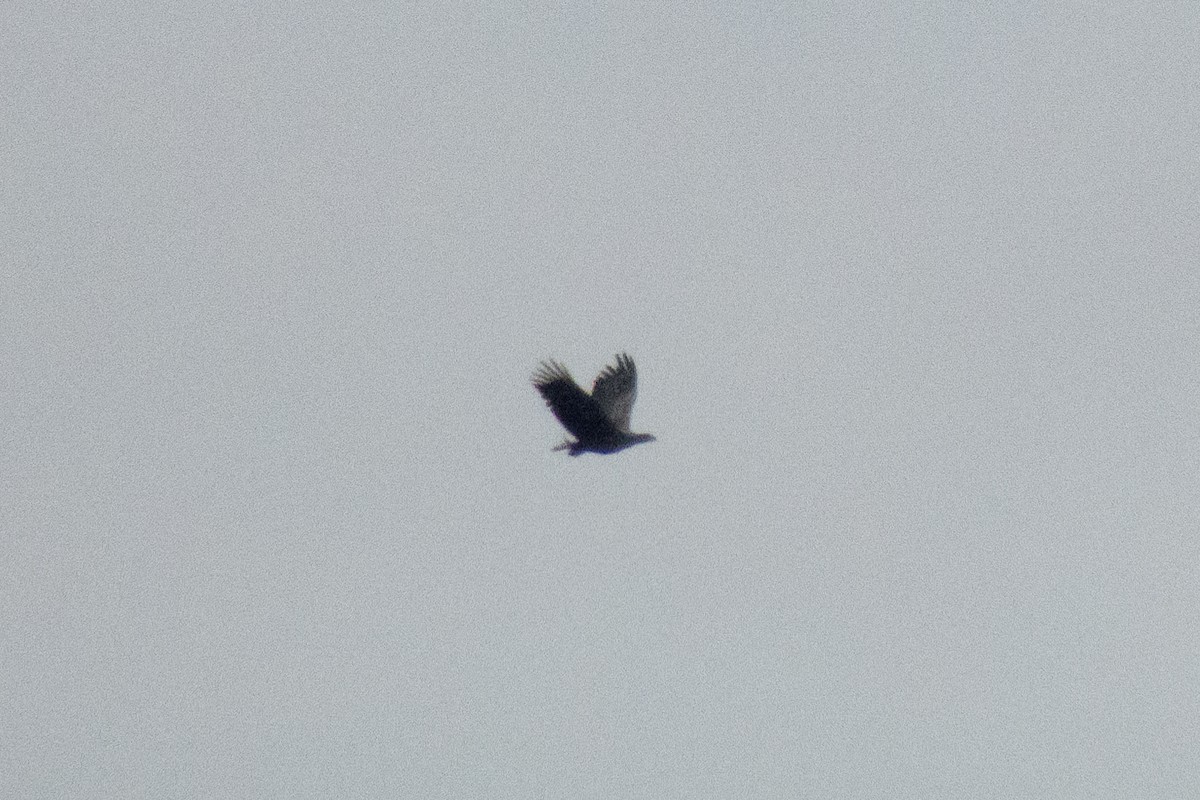 White-tailed Eagle - ML646453286