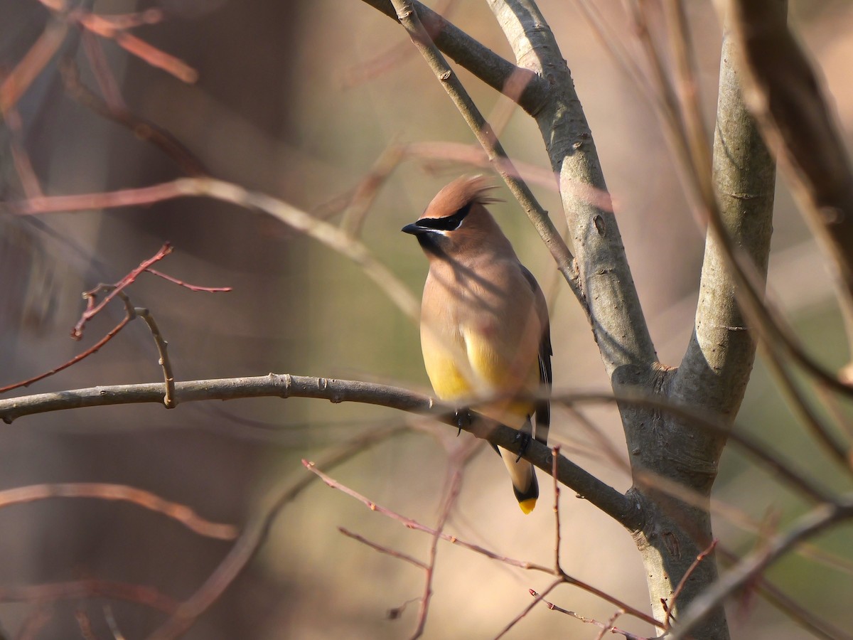 Cedar Waxwing - ML646453288