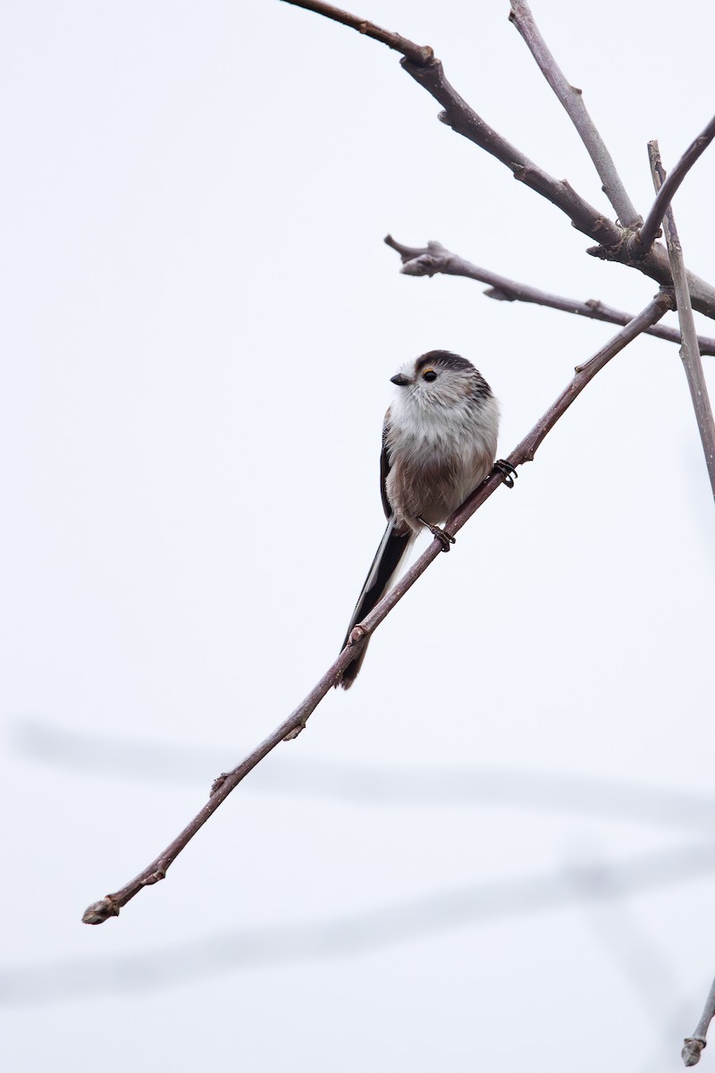 エナガ - ML646453289