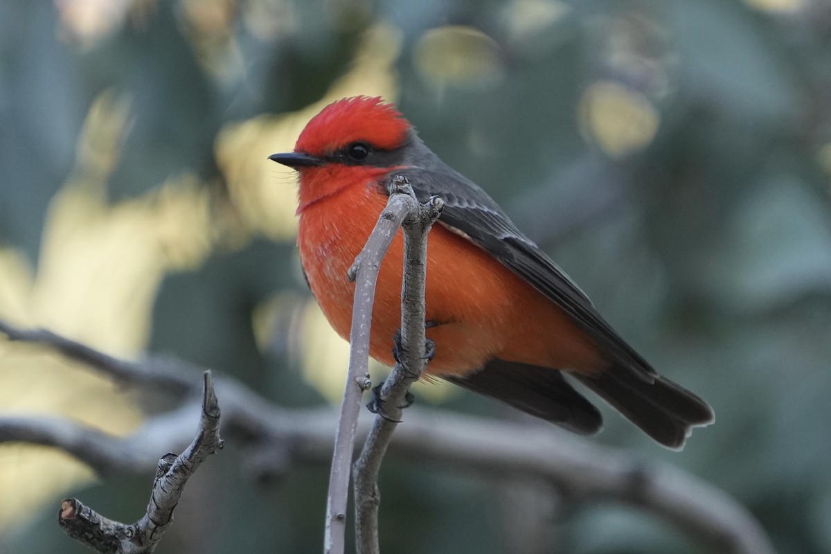 Vermilion Flycatcher - ML646453290