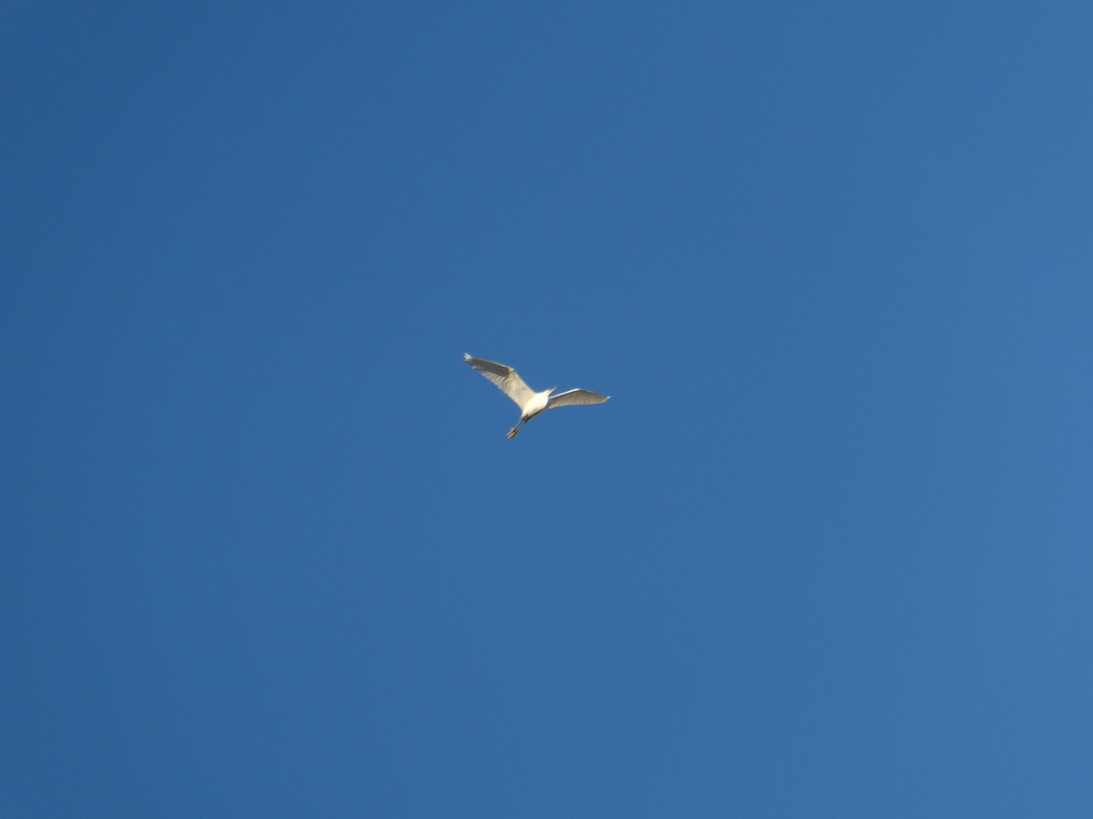 Great Egret - ML646453293