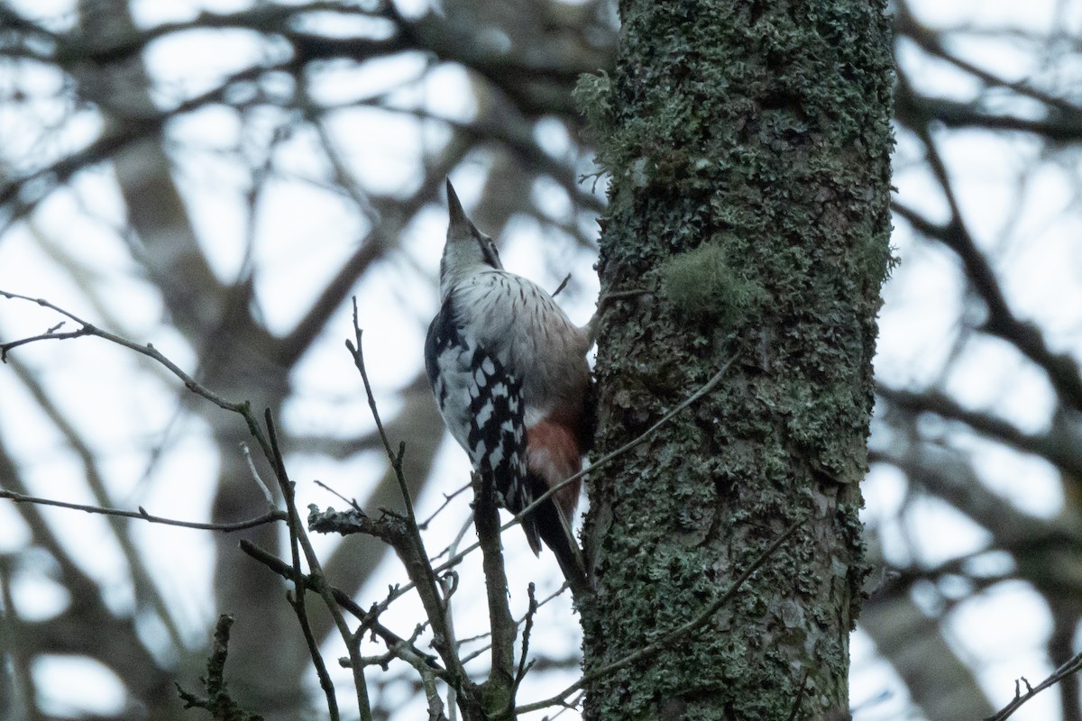 White-backed Woodpecker - ML646453294