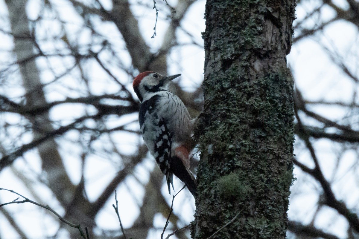 White-backed Woodpecker - ML646453295