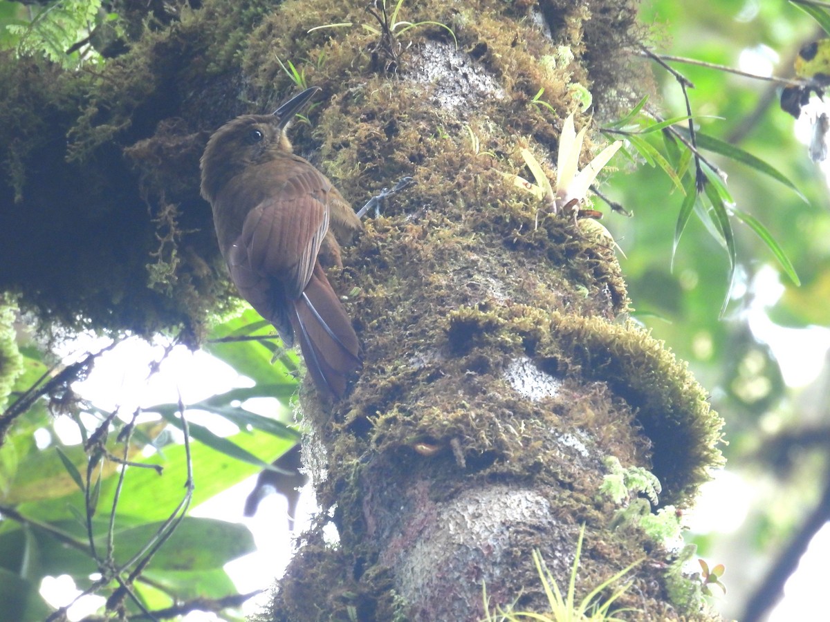 Tyrannenbaumsteiger - ML646453298