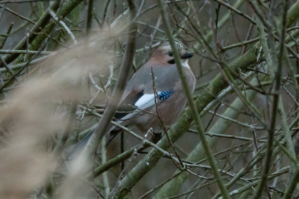 Eurasian Jay - ML646453300