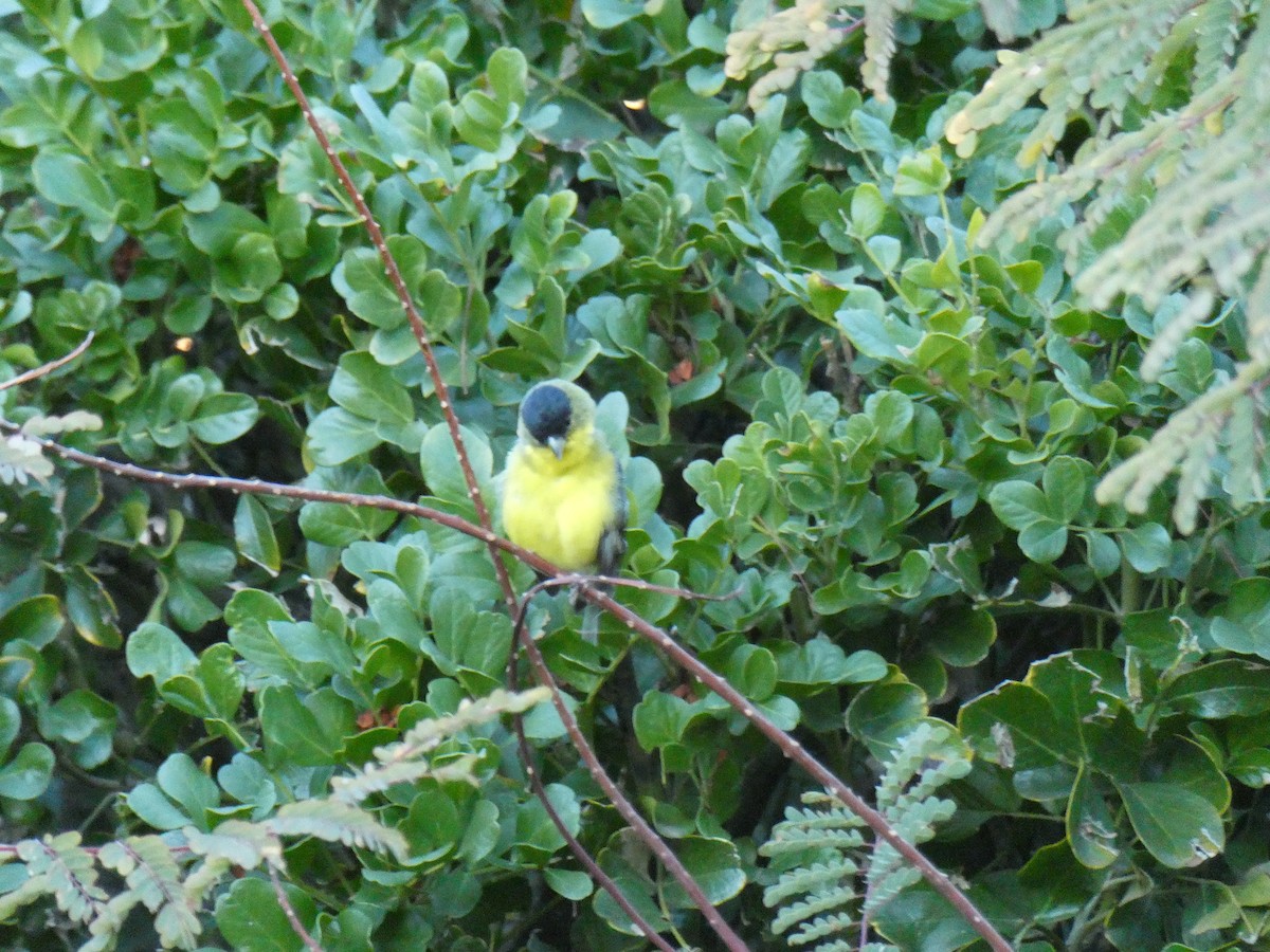 Lesser Goldfinch - ML646453301