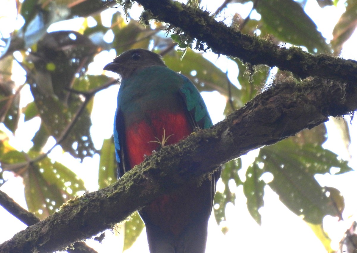 Goldkopftrogon - ML646453302