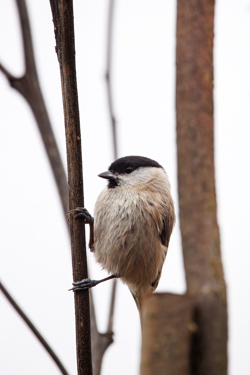 ハシブトガラ - ML646453303